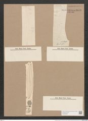 Pleurosigma stuxbergii Cl. et Gr. (de-Toni-Nr.: Genus 13, Species 1053) Zeichnungen Sammlung Grunow Nr. 1893 (NHMW-BOT-W0369009)